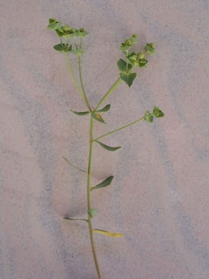 Euphorbia terracina L.