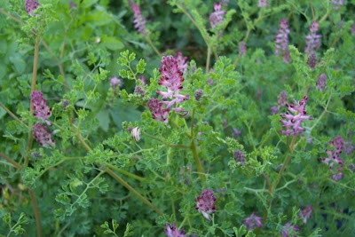 Common fumitory Common fumitory