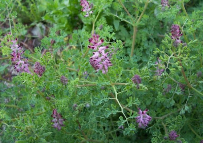 Common fumitory Common fumitory