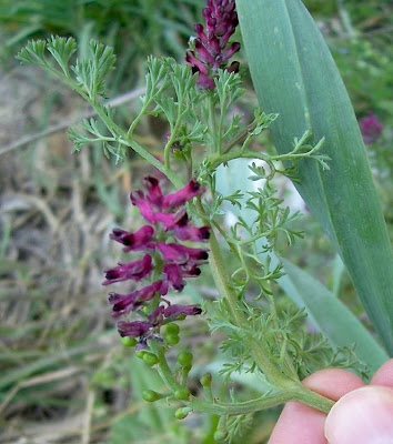 Common fumitory Common fumitory