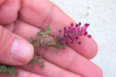 Common fumitory Common fumitory