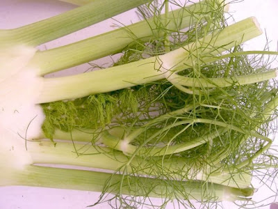 Fenchel Fenchel