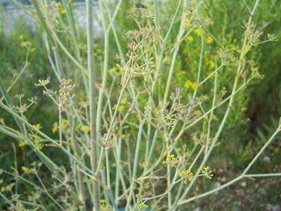 Fenchel Fenchel