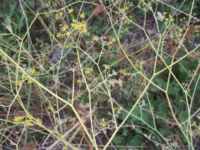 Fenchel Fenchel