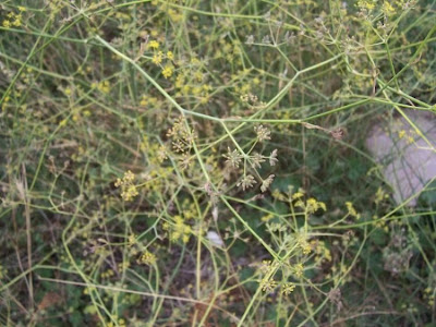 Fenchel Fenchel