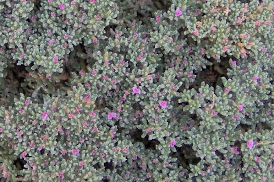 Erba-franca pelosa