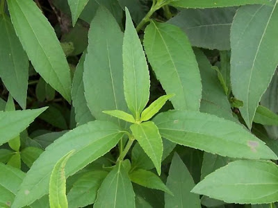 Casta�a de tierra