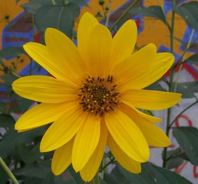 Casta�a de tierra