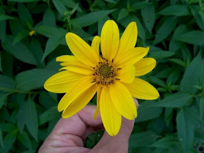 Casta�a de tierra