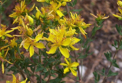 Common St. Johnswort Common St. Johnswort