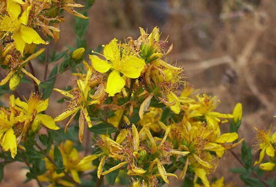 Common St. Johnswort Common St. Johnswort