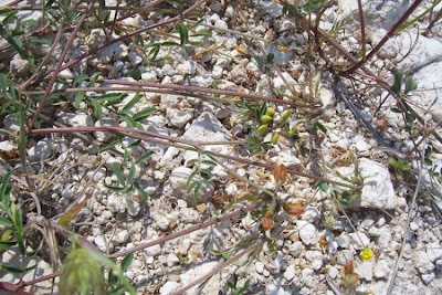 Horseshoe-vetch