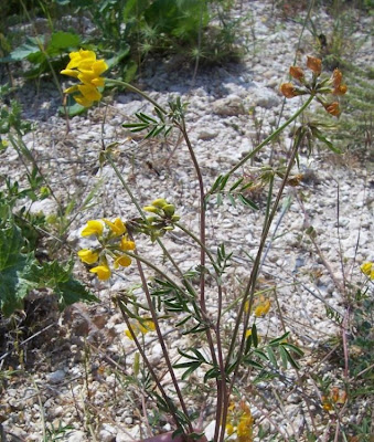 Horseshoe-vetch