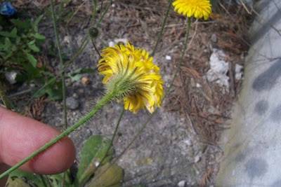 Costolina annuale Costolina annuale