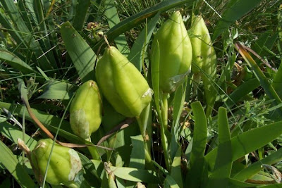Giaggiolo siciliano