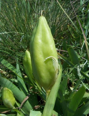Giaggiolo siciliano