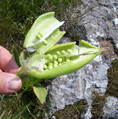 Giaggiolo siciliano