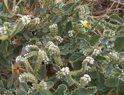 Caterpillar-weed Caterpillar-weed