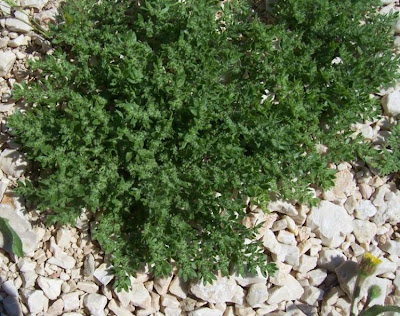 Hairy rupturewort Hairy rupturewort