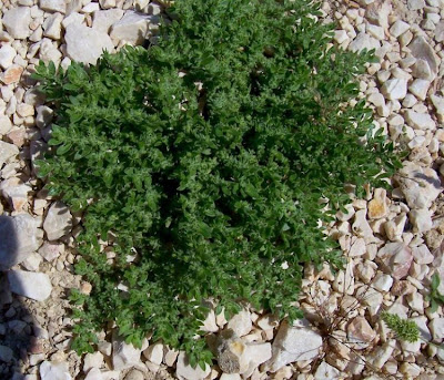 Hairy rupturewort Hairy rupturewort