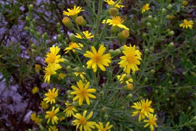 False yellowhead False yellowhead