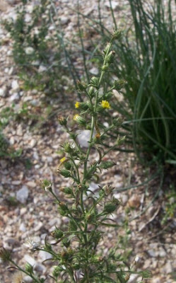 Camphor inula