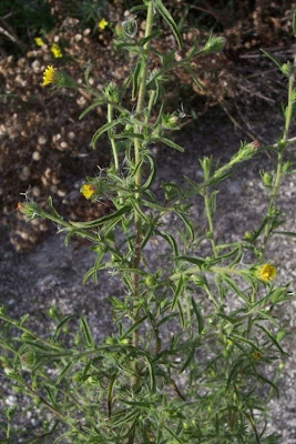 Camphor inula