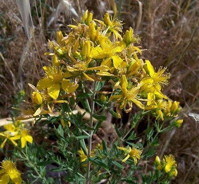 Common St. Johnswort Common St. Johnswort
