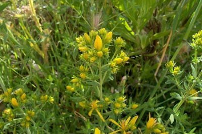 Common St. Johnswort Common St. Johnswort
