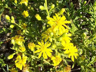 False yellowhead False yellowhead