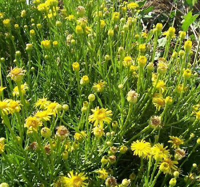 Golden Samphire