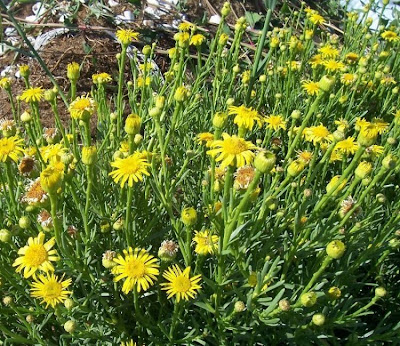 Golden Samphire