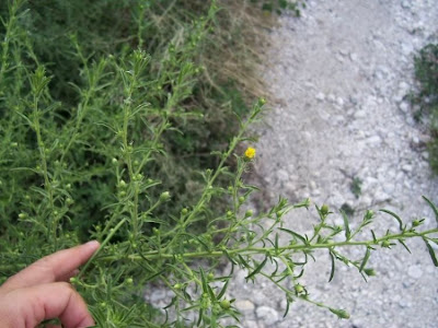 Camphor inula