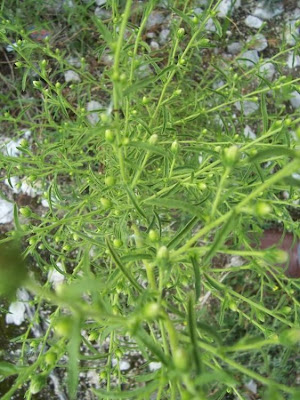 Camphor inula