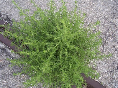 Camphor inula