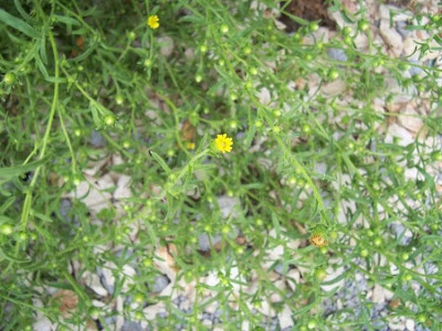 Camphor inula