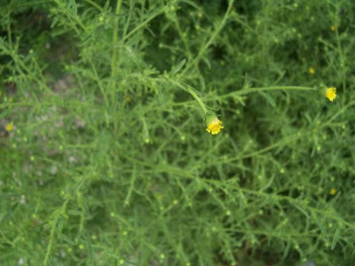 Camphor inula