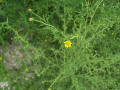Camphor inula