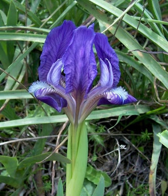 Giaggiolo siciliano