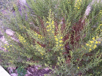 False yellowhead False yellowhead