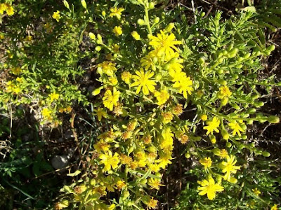 False yellowhead False yellowhead