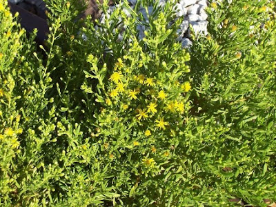 False yellowhead False yellowhead