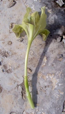 Giaggiolo siciliano