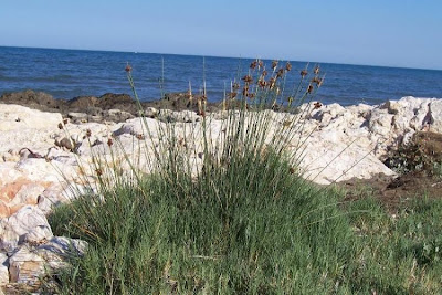 Juncus acutus,
Giunco bratteato,
Giunco pungente,
Leopold's rush,
Sharp Rush,
spiny rush,
spiny-rush