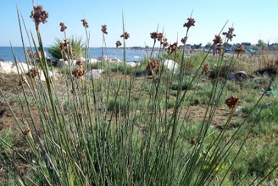 Juncus acutus,
Giunco bratteato,
Giunco pungente,
Leopold's rush,
Sharp Rush,
spiny rush,
spiny-rush