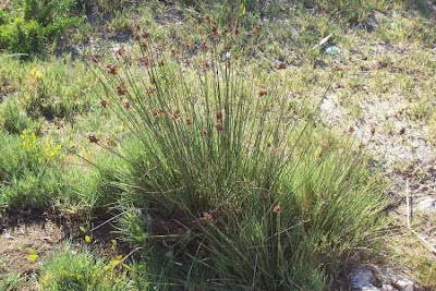 Juncus acutus,
Giunco bratteato,
Giunco pungente,
Leopold's rush,
Sharp Rush,
spiny rush,
spiny-rush