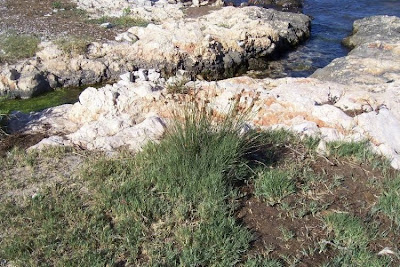Juncus acutus,
Giunco bratteato,
Giunco pungente,
Leopold's rush,
Sharp Rush,
spiny rush,
spiny-rush