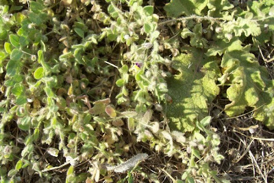 Kickxia commutata,
Cencio perennante,
Mediterranean Fluellen