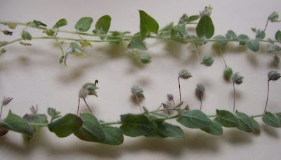 Kickxia commutata,
Cencio perennante,
Mediterranean Fluellen
