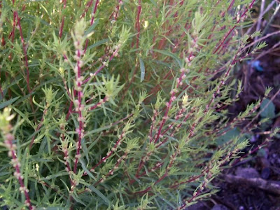 Kochia scoparia (L.) Schrader